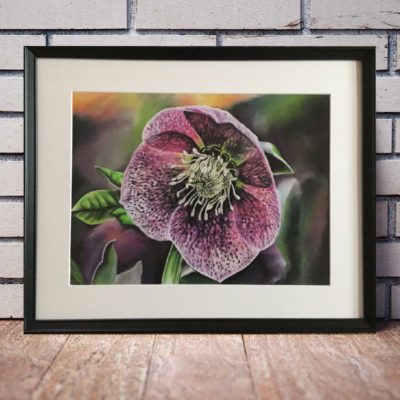 Original Julerose Pastel 40 x 50 (solgt)