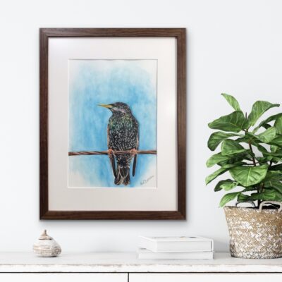 Akvarel maleri af en Stær