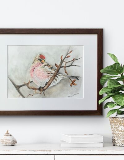 Akvarel maleri af en Gråsisken